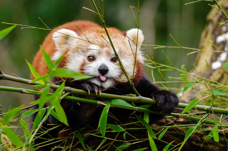 adorable-1851650_960_720 adorable-1851650_960_720
