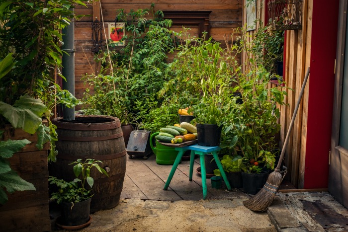 container-garden
