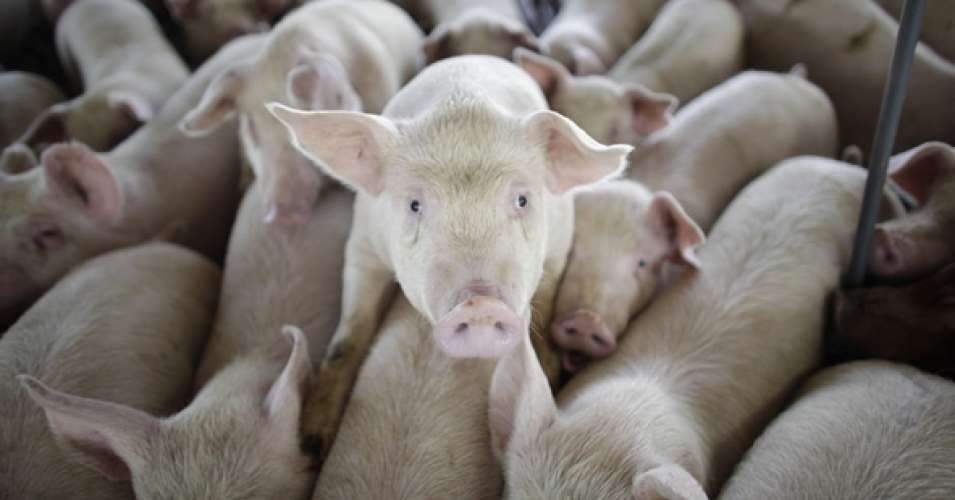 idaho-aggag-smackdown