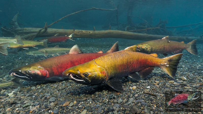 Male Coho Salmon face-off Male Coho Salmon face-off