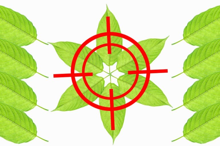 2bigstock-Mitragyna-Speciosa-159262064-768x513