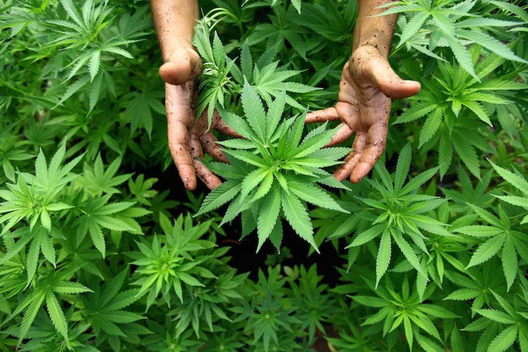 Cannabis-Plant