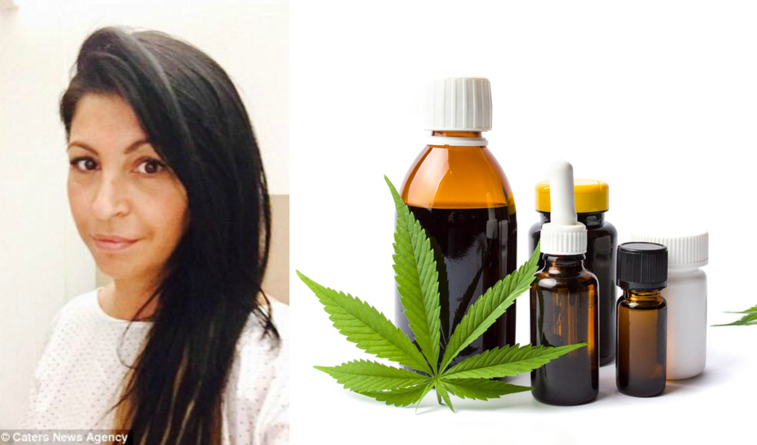 cannabis oil cure cancer cannabis oil cure cancer