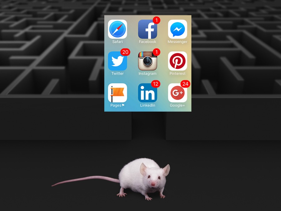 White mouse at maze exit over dark background White mouse at maze exit over dark background