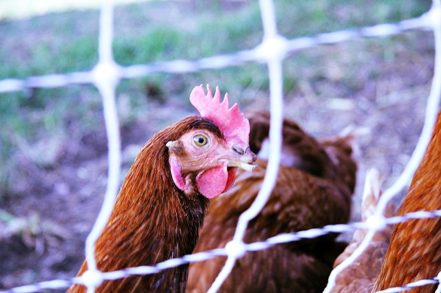 animal welfare animal welfare