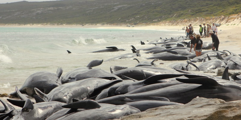 beached whales mass whale death beached whales mass whale death