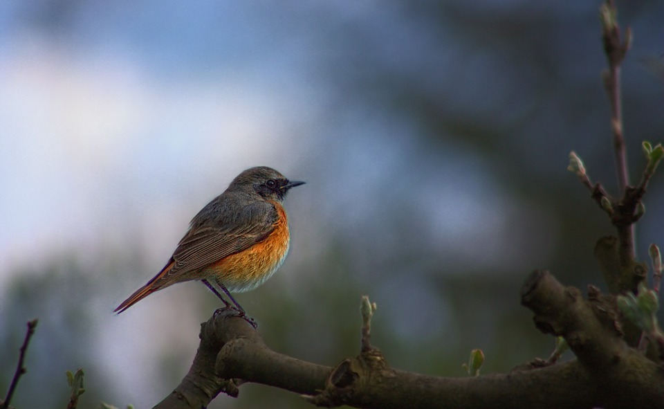 Catastrophic Bird Decline Due to Pesticides But In An Unexpected Way