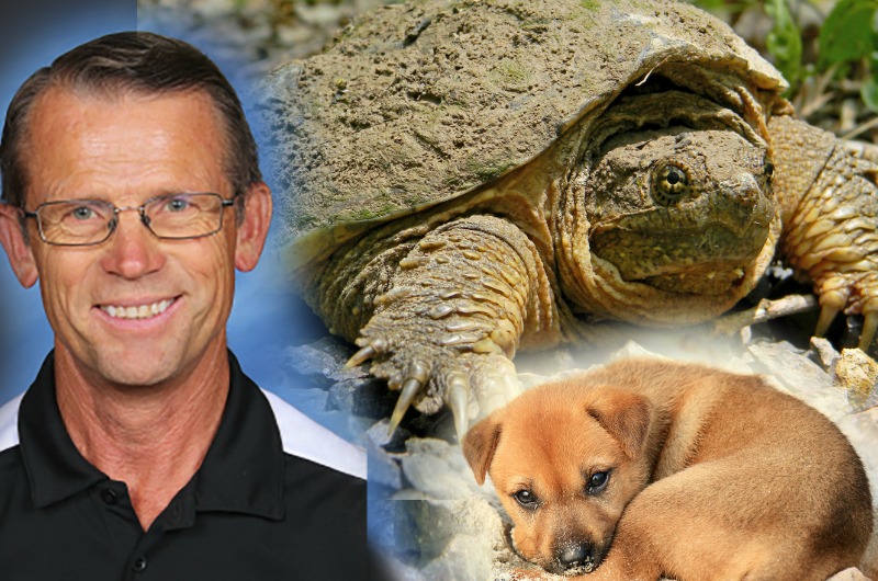 feeding live puppy snapping turtle feeding live puppy snapping turtle