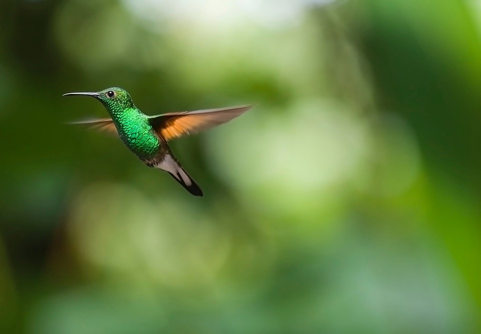 hummingbird-2139278_960_720 hummingbird-2139278_960_720