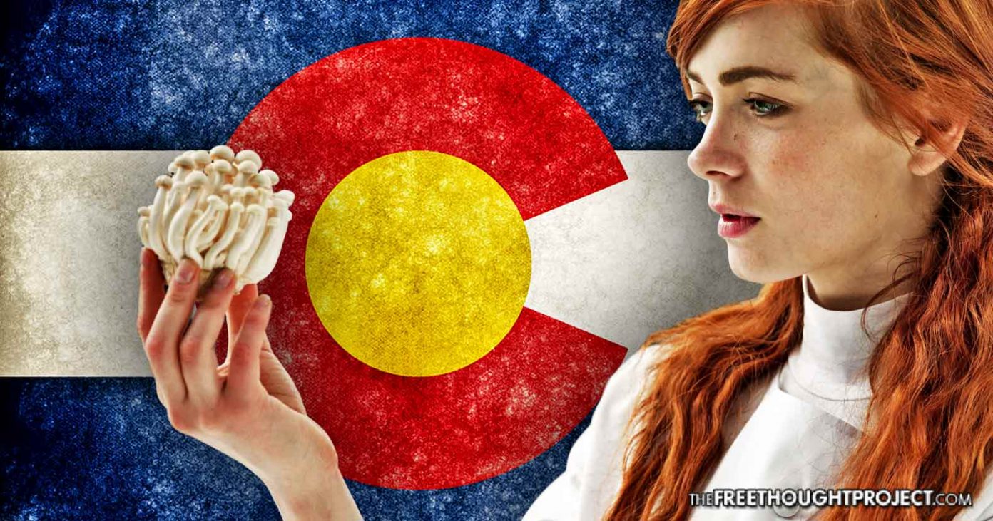 magic-mushrooms-colorado-1392x731 magic-mushrooms-colorado-1392x731