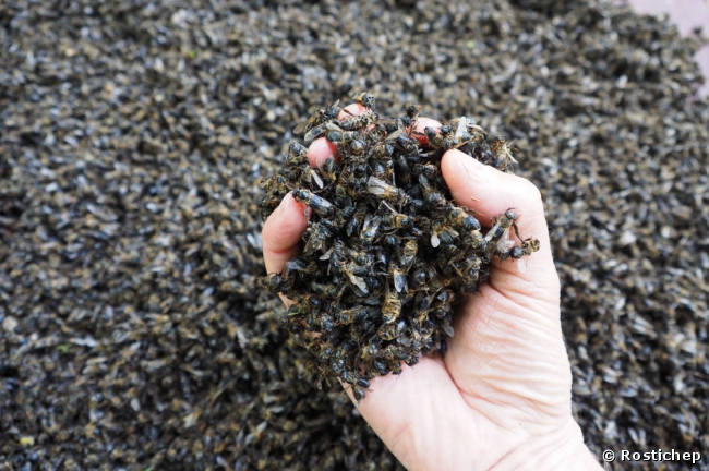 mass bee deaths mass bee deaths