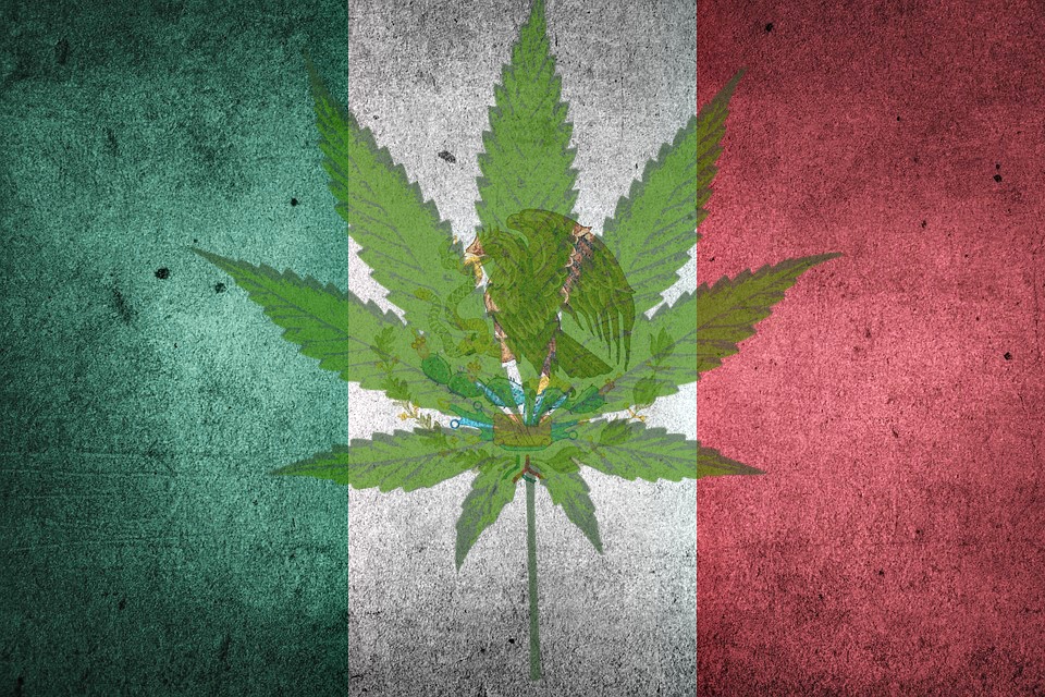 mexico marijuana mexico marijuana