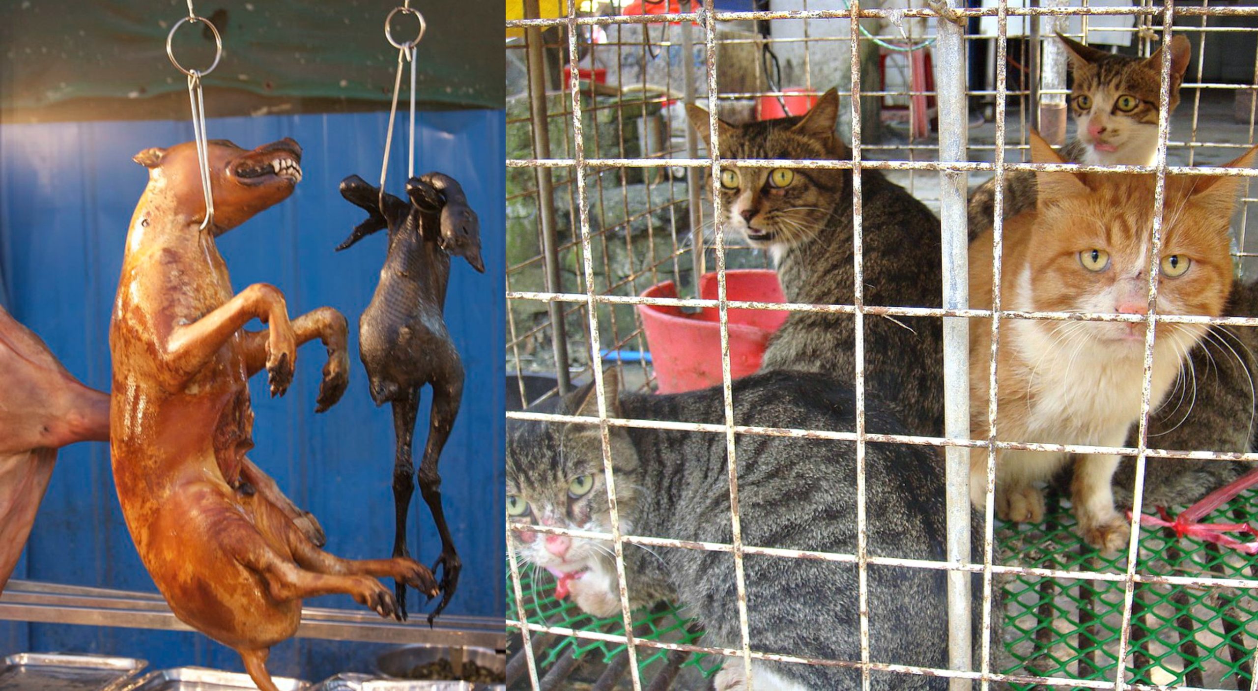 The Dog and Cat Meat Trade in South Korea The Dog and Cat Meat Trade in South Korea