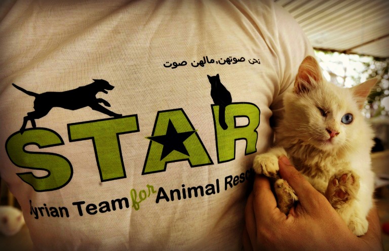 animal rescue syria animal rescue syria
