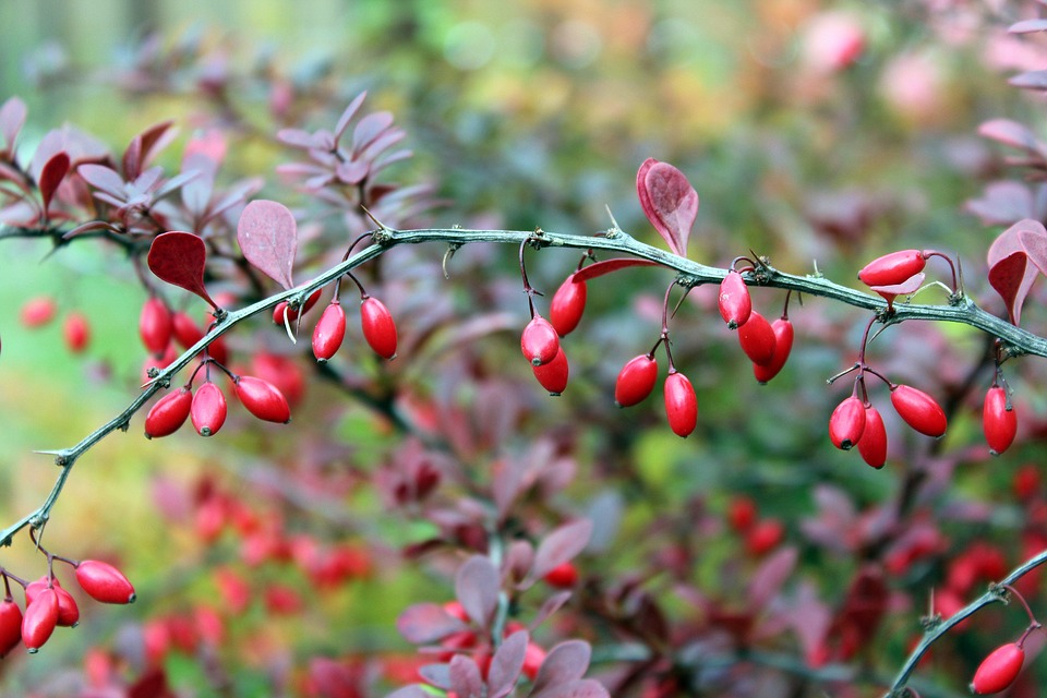 barberry-2824075_960_720 barberry-2824075_960_720