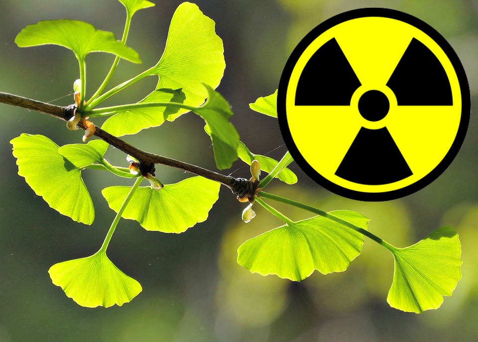 ginkgo radiation ginkgo radiation