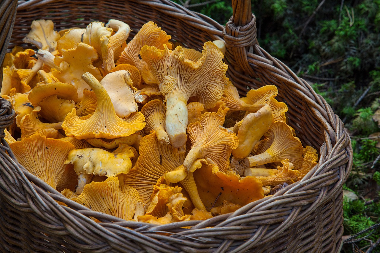 How the Lowly Mushroom is Becoming a Nutritional Star