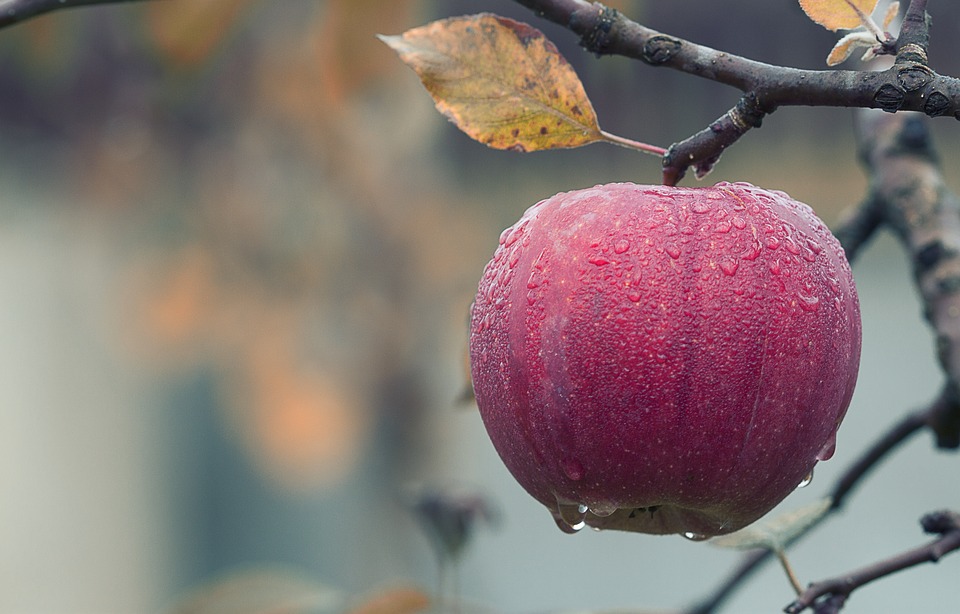 apple-1122537_960_720