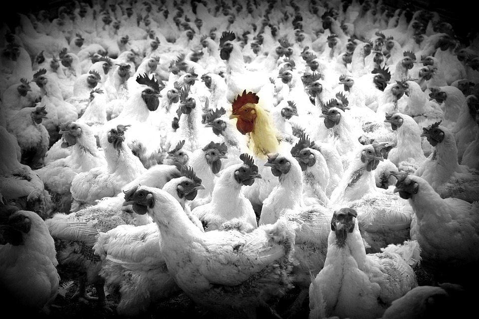 ban factory farms ban factory farms