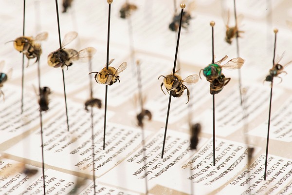 bee-specimens-m-1864 bee-specimens-m-1864