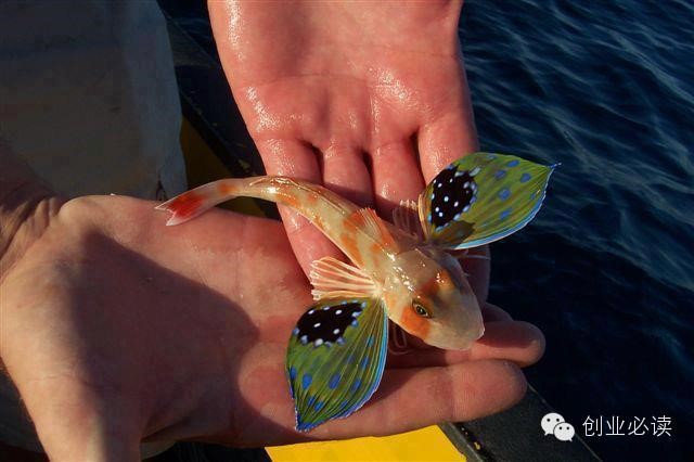 fish electromagnetic fish electromagnetic