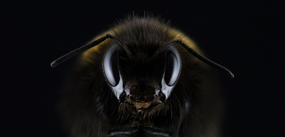 Honeybee Death Survey Masks True Scale of Pollinator Crisis