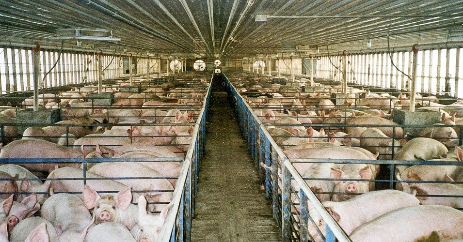 pigs_0 pigs_0