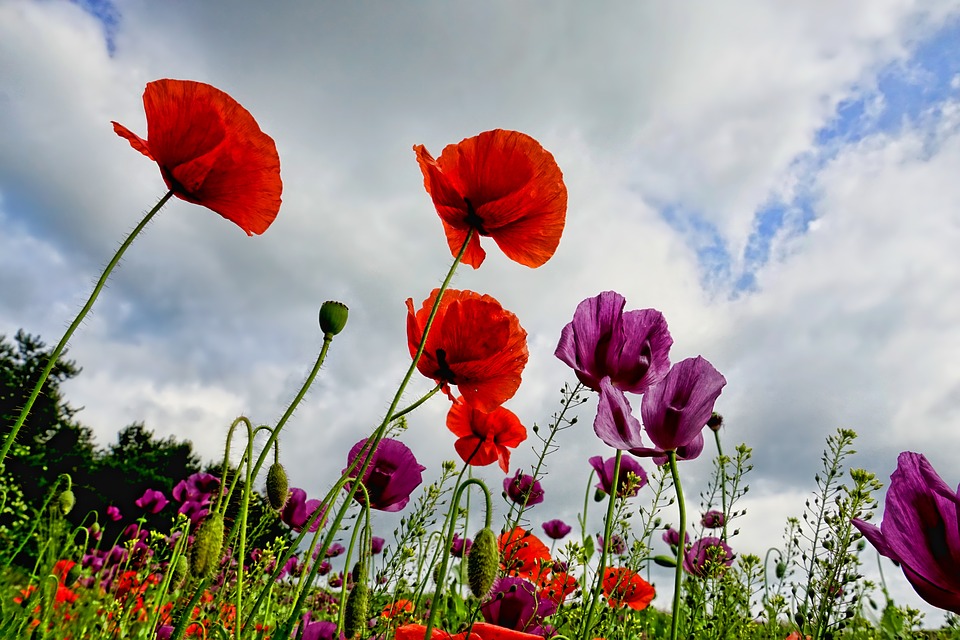 poppies-3409873_960_720 poppies-3409873_960_720