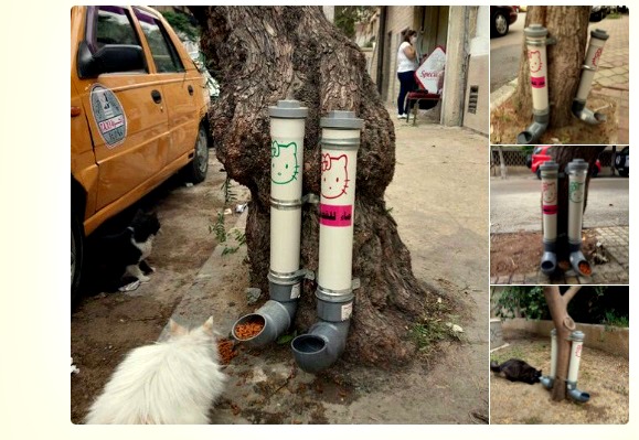 syria cat feeding stations syria cat feeding stations