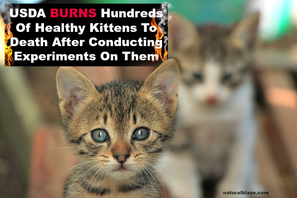 usda burns kittens usda burns kittens