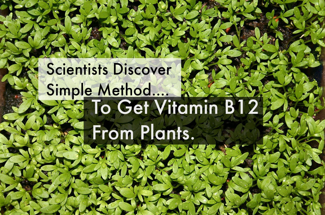 vitamin b12 vitamin b12