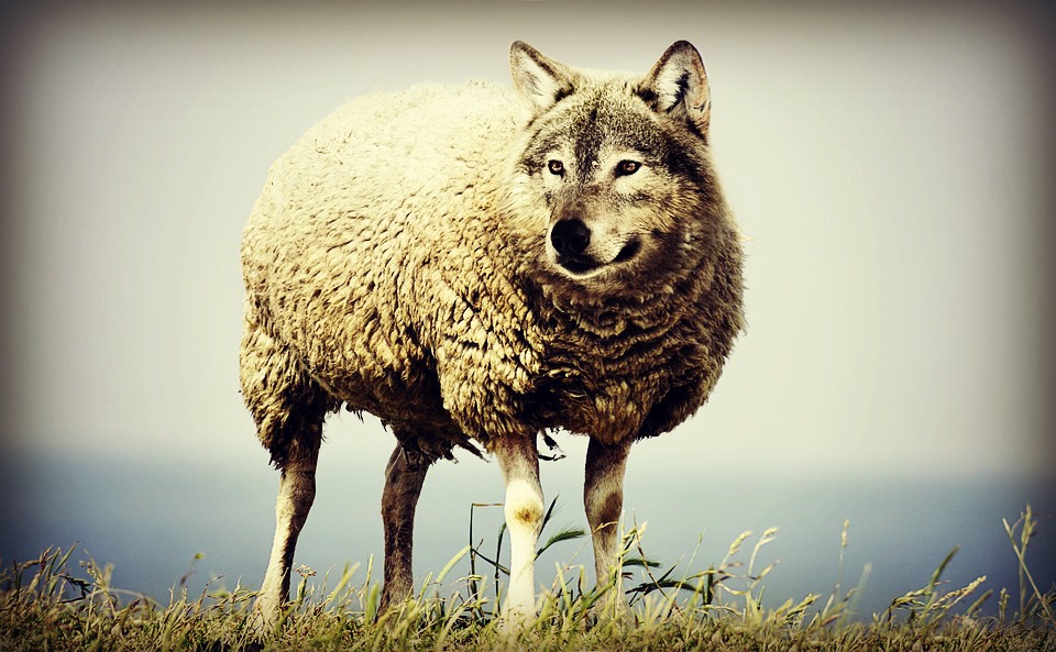 wolf-in-sheeps-clothing-2577813_960_720