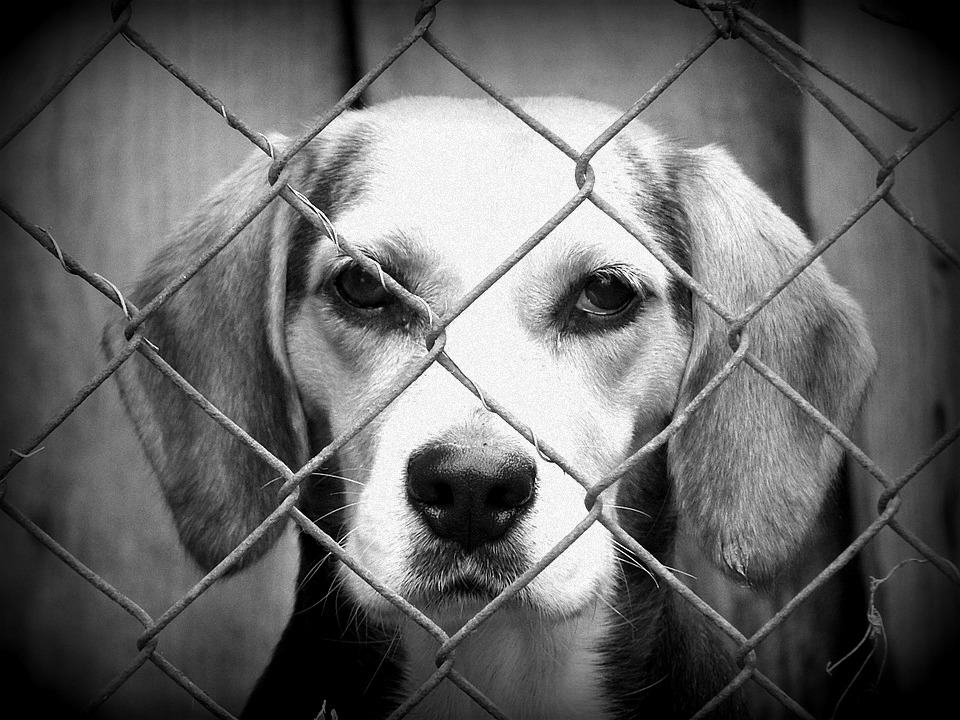 animal testing