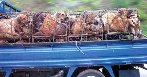 animal-welfare-institute