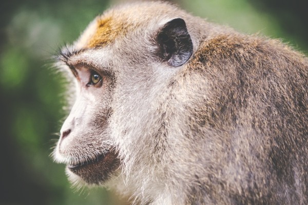 animal-wilderness-zoo-monkey animal-wilderness-zoo-monkey