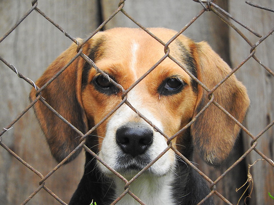 beagle-938013_960_720 beagle-938013_960_720