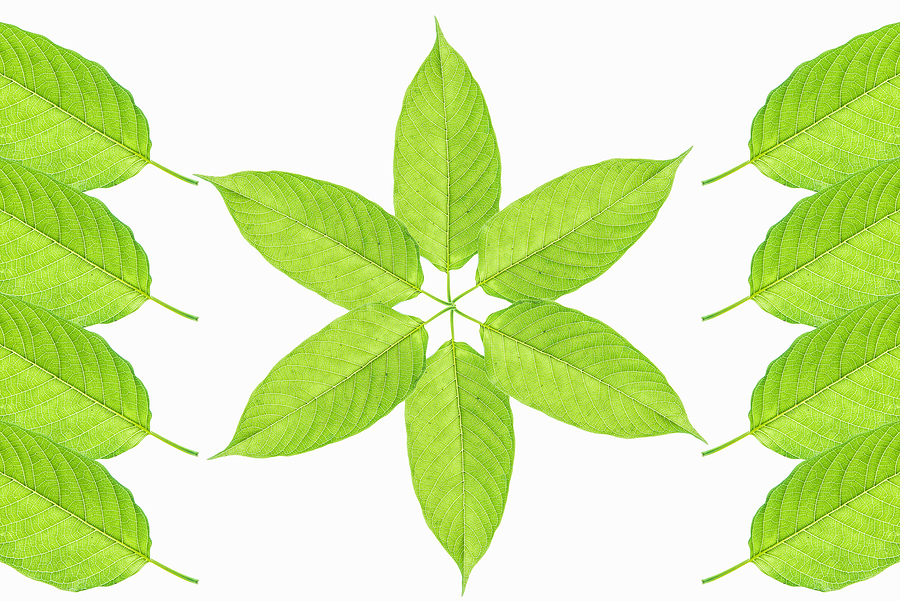 Mitragyna Speciosa