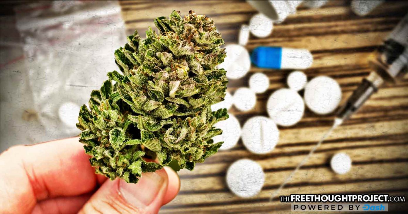 cannabis-opioids-1392x731 cannabis-opioids-1392x731