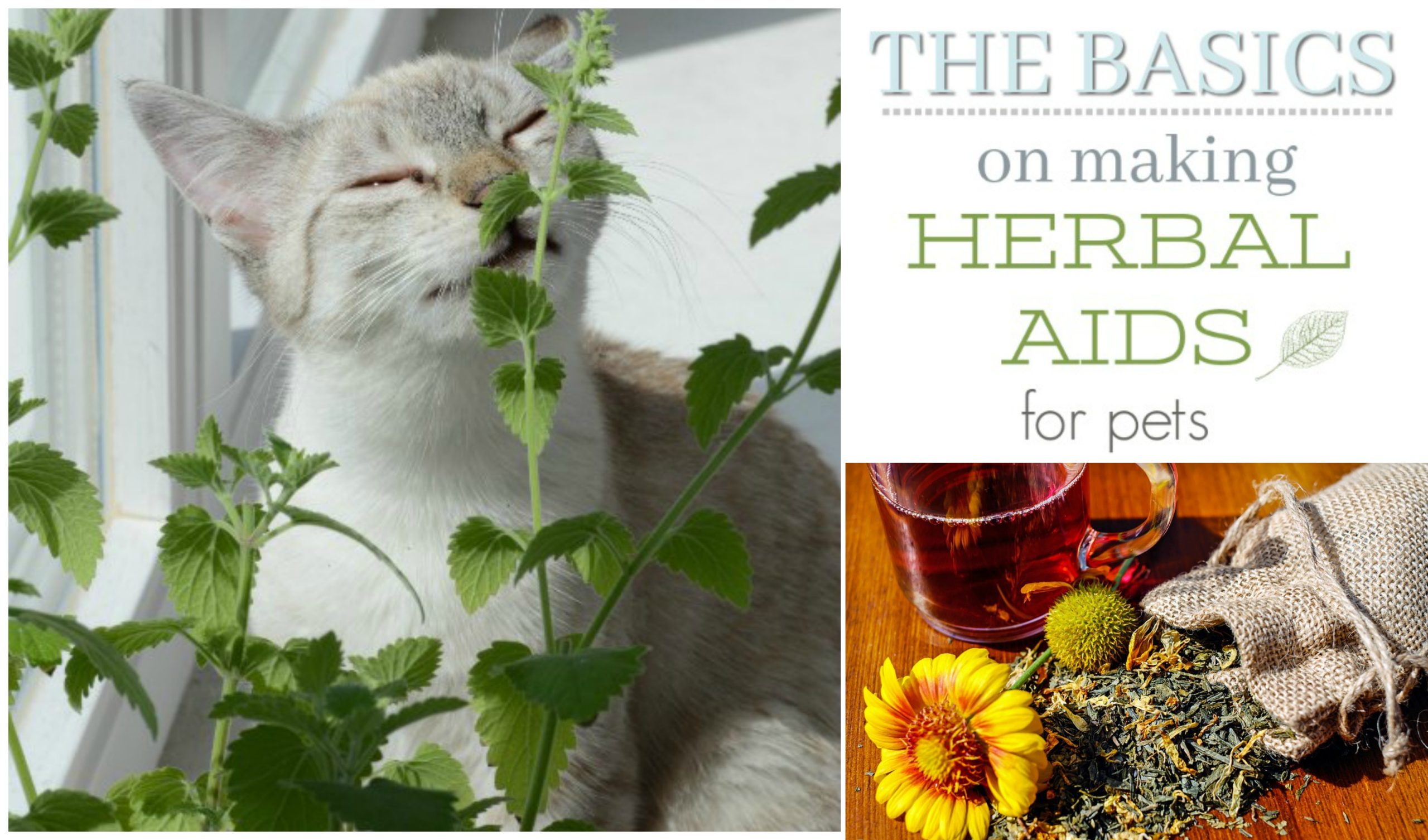 herbal remedies pets