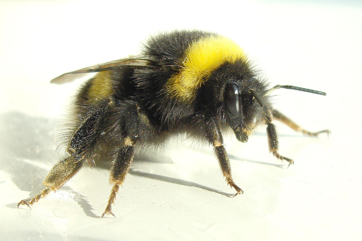 irish bumble bee