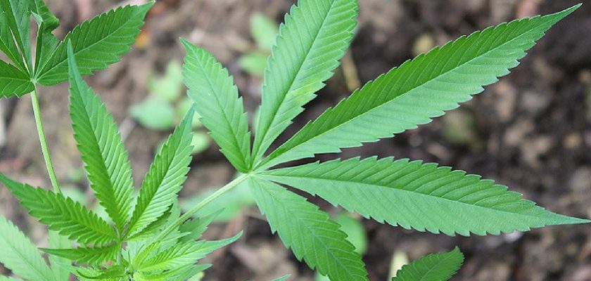 legalize-hemp-840x400