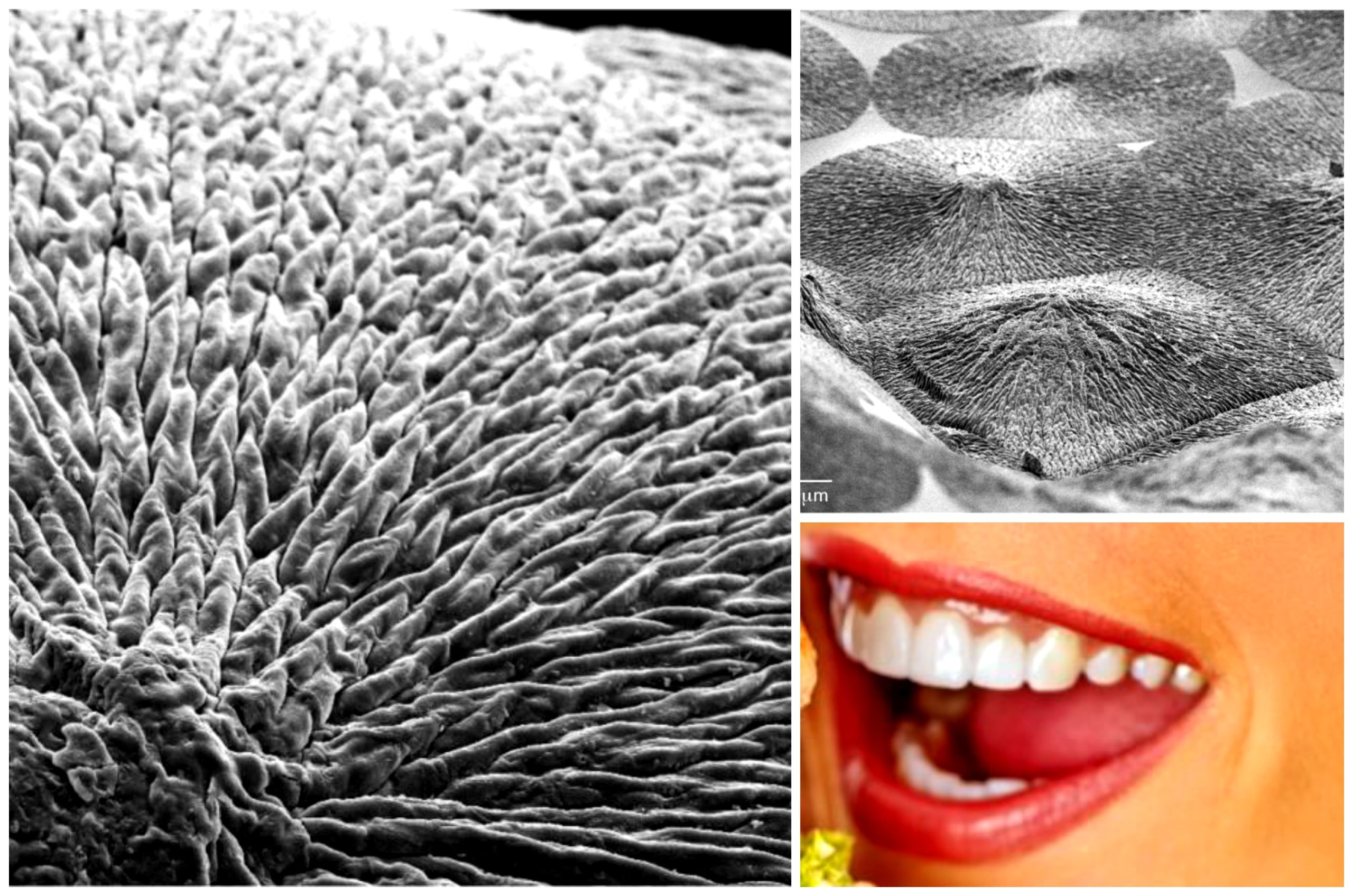 regrow dental enamel regrow dental enamel