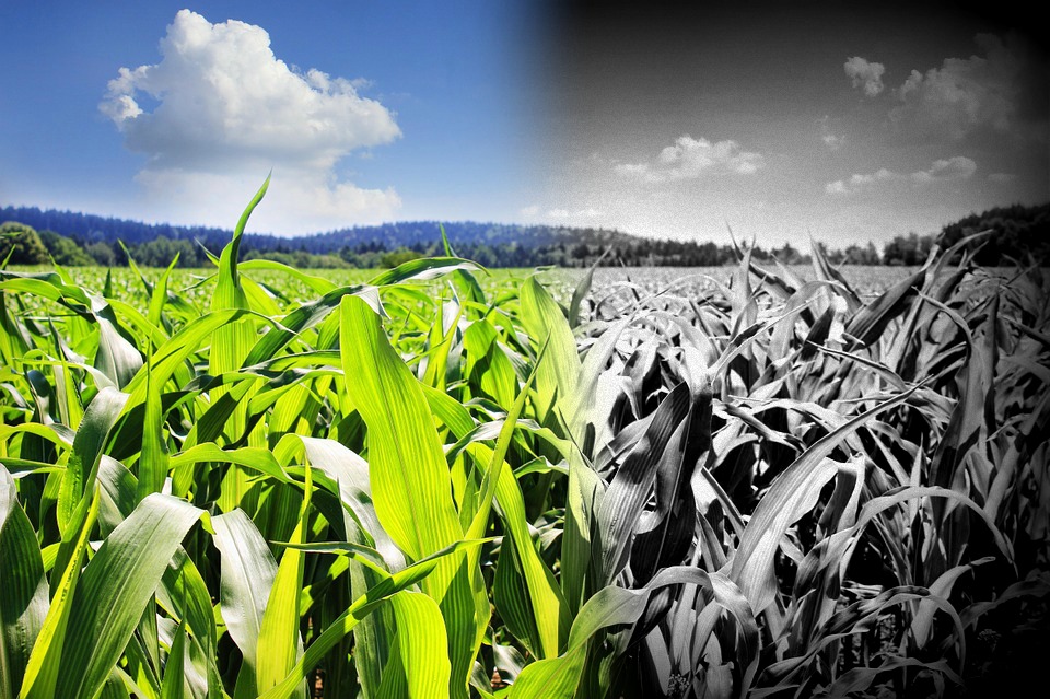 substantially similar substantially similar
