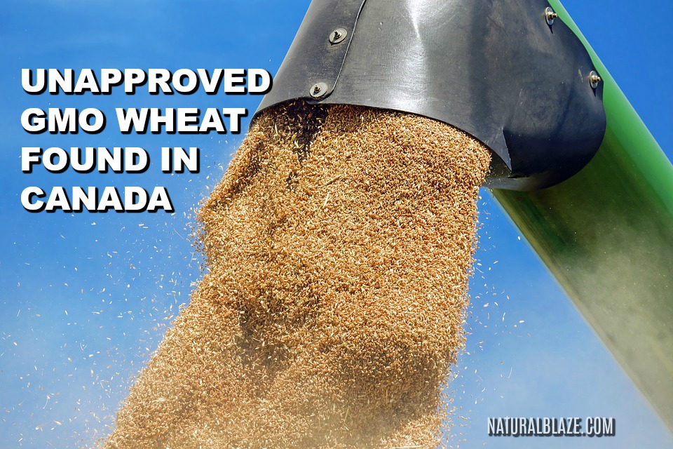 unapproved gmo wheat found in canada unapproved gmo wheat found in canada