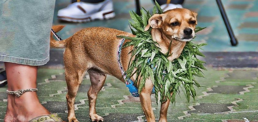 cbd-dogs-840x400