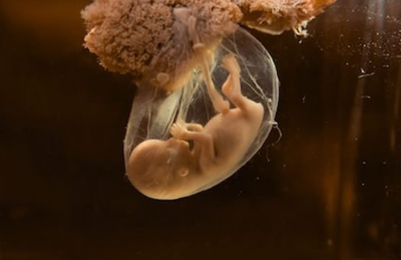 chemicals pregnant women prevent disease chemicals pregnant women prevent disease