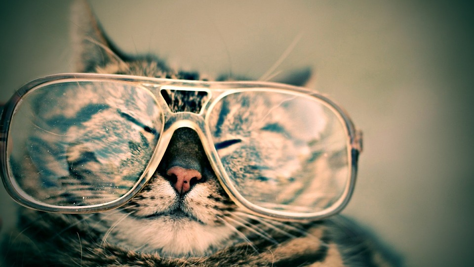 dog years cat years dog years cat years