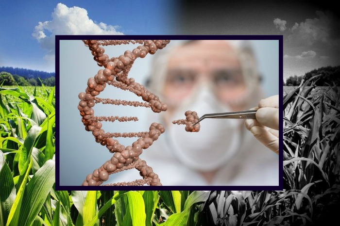 Gene-Editing Will be Regulated in Same Way as GMOs in EU
