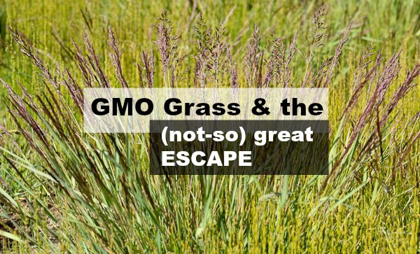 gmo grass gmo grass