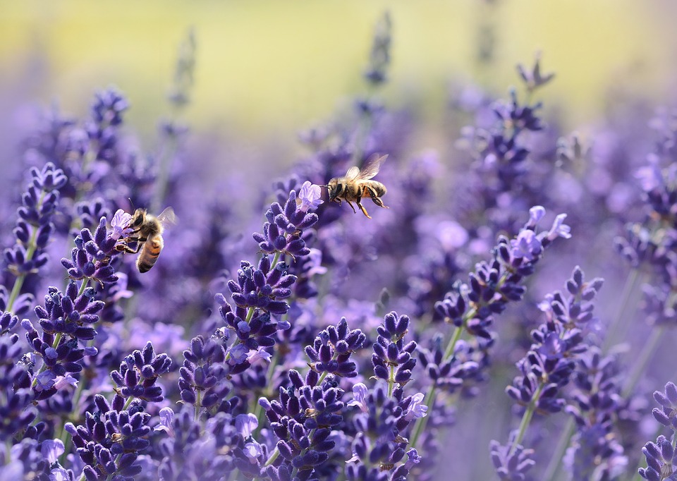 lavender-1537694_960_720 lavender-1537694_960_720